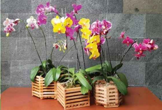 POT KAYU ANGGREK 30 CM 35 CM pot anggrek vanda gantung tanaman hias ACTAGONAL 35CM