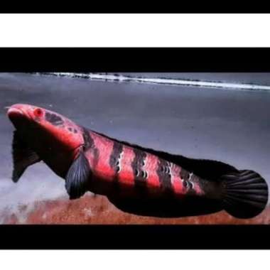 Ikan Channa Red Barito Grade A