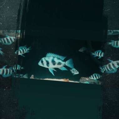 Frontosa black widow Multicolor