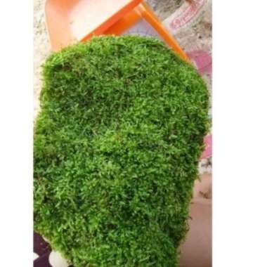MOSS WEEPING 1 KILO MOSS WEPING | MOSS WIPING | MOSS AQUASCAPE Multicolor