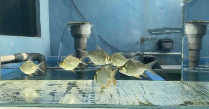 Ikan Kaviat Short Body SB Albino & Bangkok Hijau Multicolor