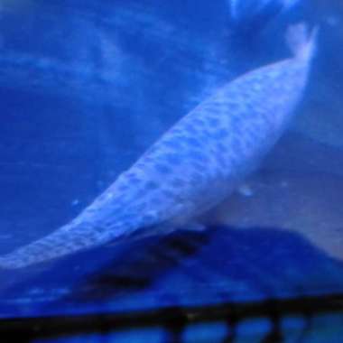 Hiasan Aquarium Ikan Aligator Florida Gar Big Size Ikan Tankmate Multicolor