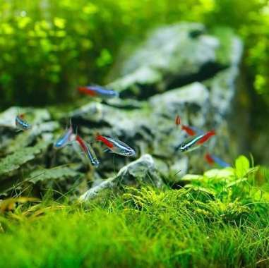 Neon Tetra paket 100 ekor Multicolor