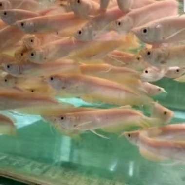 arwana silver albino 13cm Multicolor