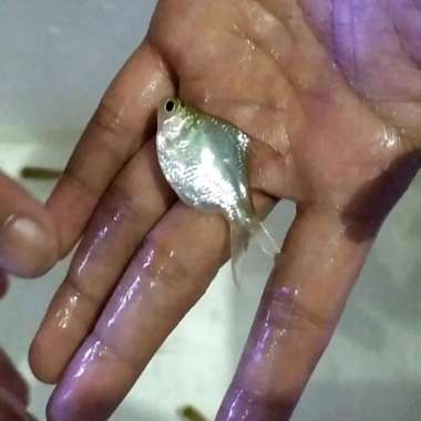 Hiasan Kaviat Ijo SB size 4-5cm 10ekor Multicolor