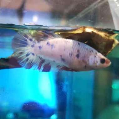 CUPANG NEMO FEMALE BETINA Multicolor