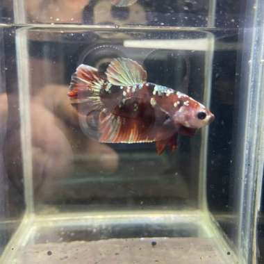 Cupang plakat male koi gold iron man 01 Multicolor