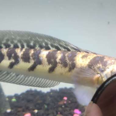 Channa yellow Sentarum 18 22 cm bercabung Multicolor