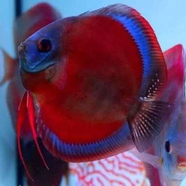 Paket 10ekor ikan Discus San Merah Multicolor