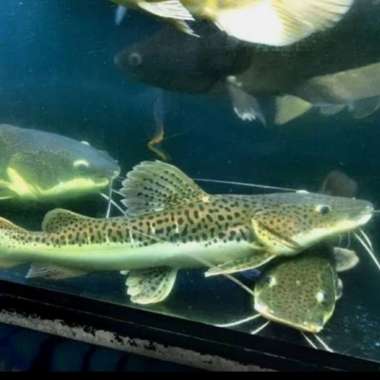 ikan leopard catfish jumbo predator size 40cm Multicolor
