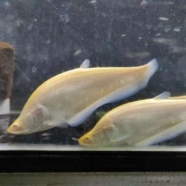 ikan belida albino Multicolor