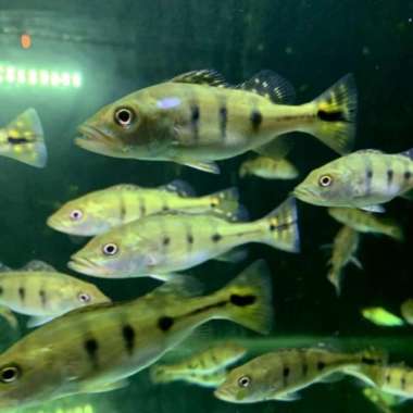 ikan peacock bass kalberi 8/10 cm Multicolor