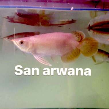 Ikan arwana banjar red short body banjar red sb Multicolor