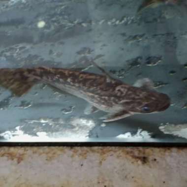 Hiasan Aquarium ikan hias ikan Columbian Catfish Tankmate Predator Multicolor