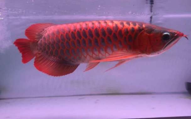 Ikan Arwana Super Red Size 35 - 40 Cm Lengkap Chip + Sertifikat Multicolor