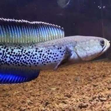 Channa Stewartii 7-8cm Multicolor