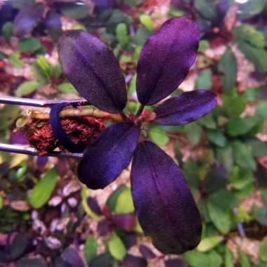bucephalandra red blue full air tanaman aquascape Multicolor