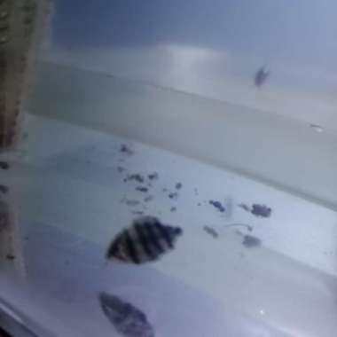 Datz Sumatra mix bar 7cm (harga sudah included sterofoam) Multicolor