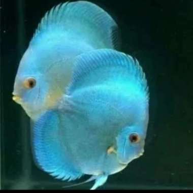 Discus Blue Diamon 1 Inch Sepasang Multicolor