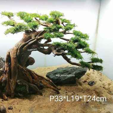 bonsai plus moss weeping aquascape Multicolor