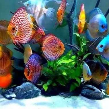 Paket ikan discus mix 2.5 inch / paket ikan discus / paket ikan mix Multicolor