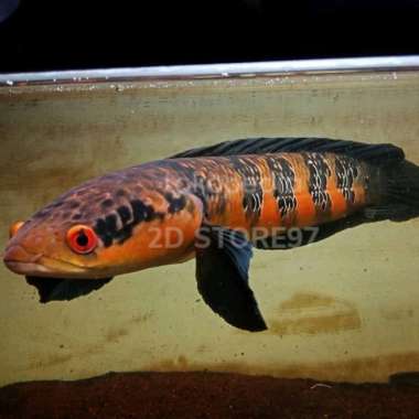 CHANA CHANNA SUPER RED BARITO A+ Multicolor