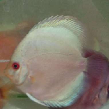 ikan hias air tawar Blue Diamond Discus 3" Multicolor