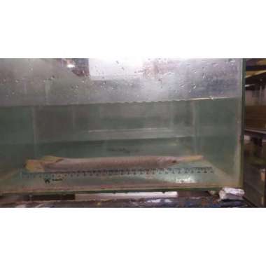 ikan aligator snow white semi platinum size 28-30 cm Multicolor