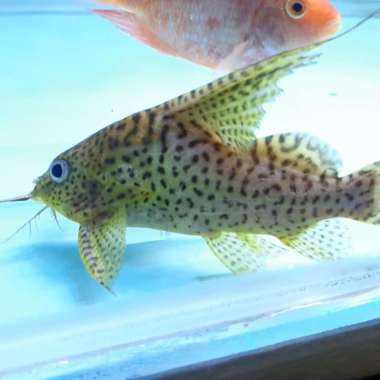 HIASAN AQUARIUM SYNODONTIS JUMBO BIG SIZE TANKMATE PREDATOR Multicolor