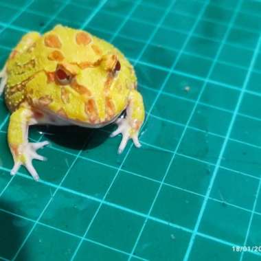 kodok pacman Albino N20 Multicolor