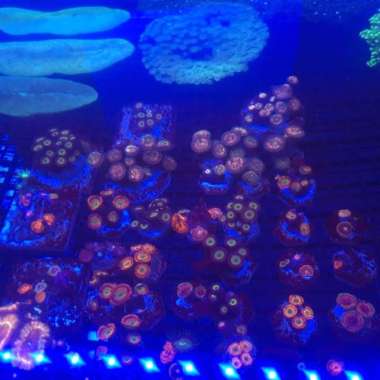 coral zoa frag Multicolor