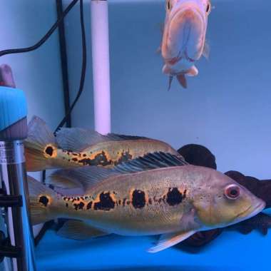 Peacock bass / Pbass Orinoco Pure Multicolor