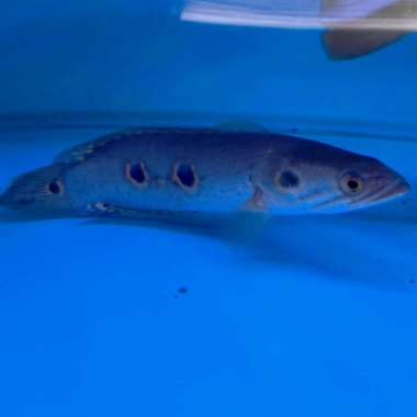 Hiasan Aquarium Ikan Channa Pleuro Ikan Hias Ikan Predator. Multicolor