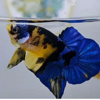 cupang plakat yellow koi galaxy Multicolor
