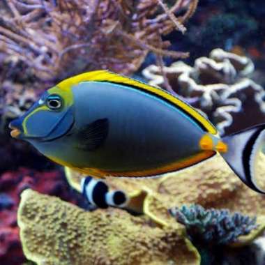 ikan hias air laut - naso padang Multicolor