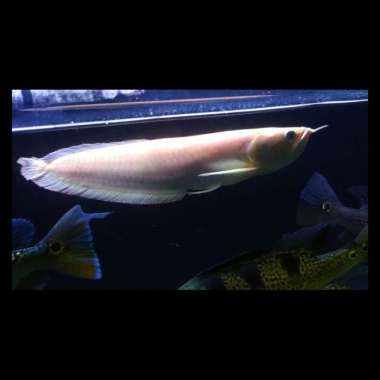 arwana silver albino mata merah Multicolor