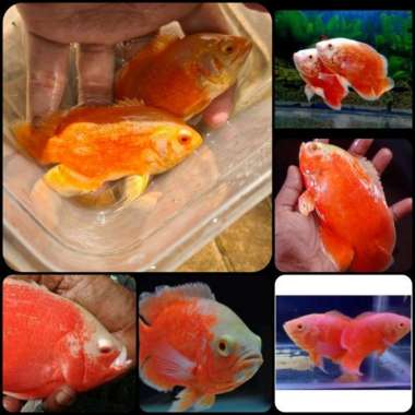 ikan hias oscar red chili albino untuk aquarium dan aquascape Multicolor