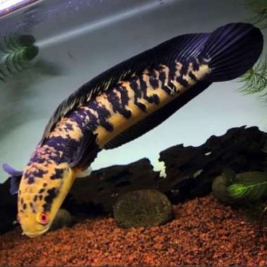 Channa Ys cabung banyak ukuran 20 cm Multicolor