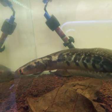 Channa Maru Yellow Sentarum Gen Red Eye Size 20-25 Cm Single Tank Multicolor