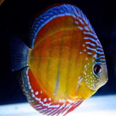 Discus Red alenquer 2,5 inchi Multicolor