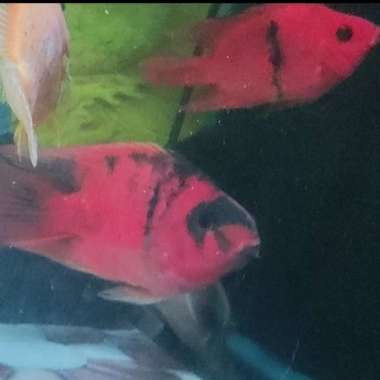 PERROT TIGER Multicolor