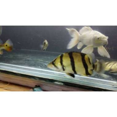 datz ntt kuning pisang Multicolor