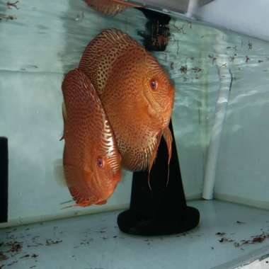 Sepasang Ikan Discus Leopard Snake Skin LSS Lulus Gendong Multicolor