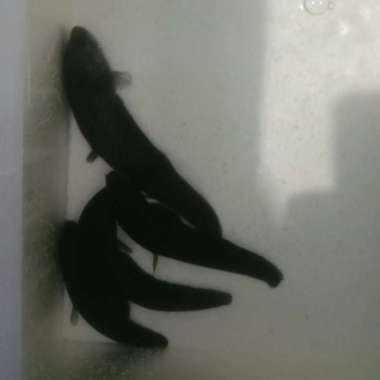 Hiasan Belida Nile Africa size 11-14cm Multicolor