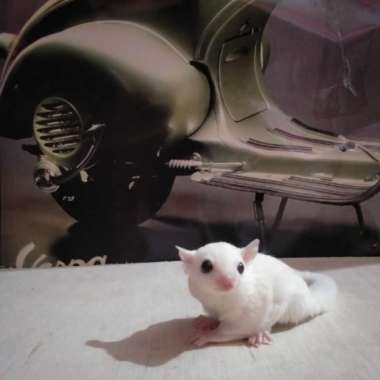 Sugar Glider Sepasang Leucistic Varian Based Information