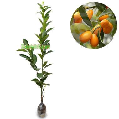 Tanaman Buah Jeruk Nagami