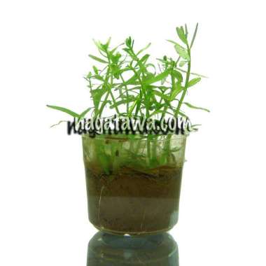 Tanaman Aquascape " Rotala Green " Cup