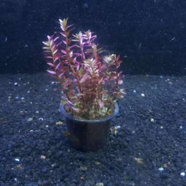 Tanaman Aquascape " Rotala HRA " Daun Air Per Cup