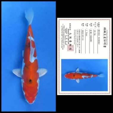 Ikan Koi Import / Rumah Koi Jakarta / kode 008 Multivariasi Multicolor