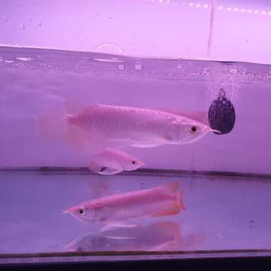 ikan arwana red banjar size besar Multivariasi Multicolor